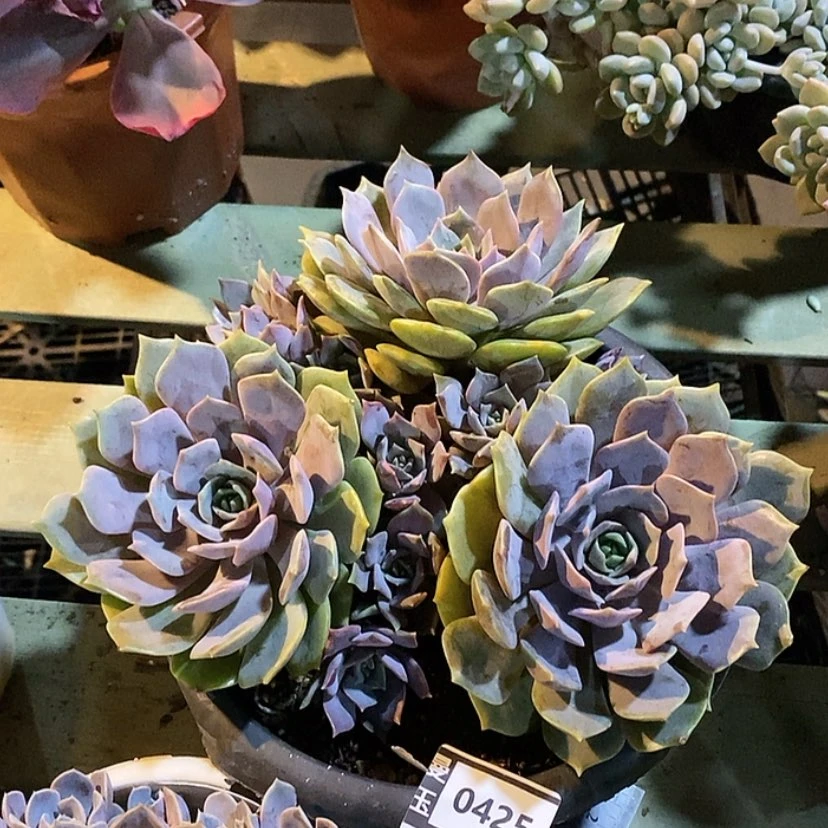 【闪购商品】紫姬0425