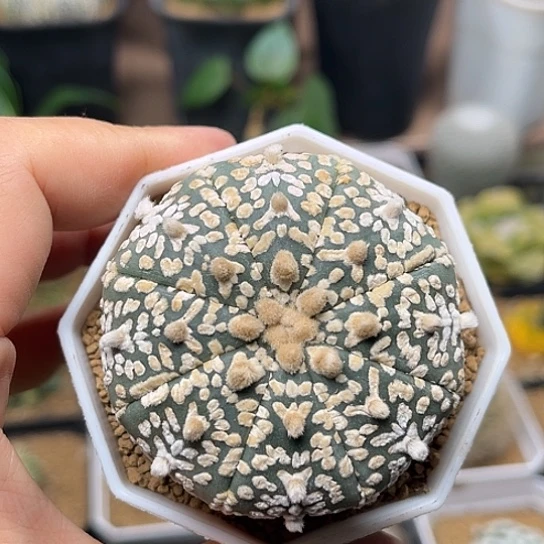 无花朵V兜实生球5.5cm