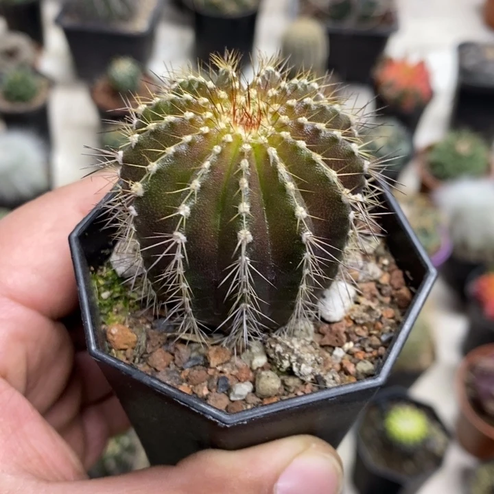 实生大号紫皮尤博球