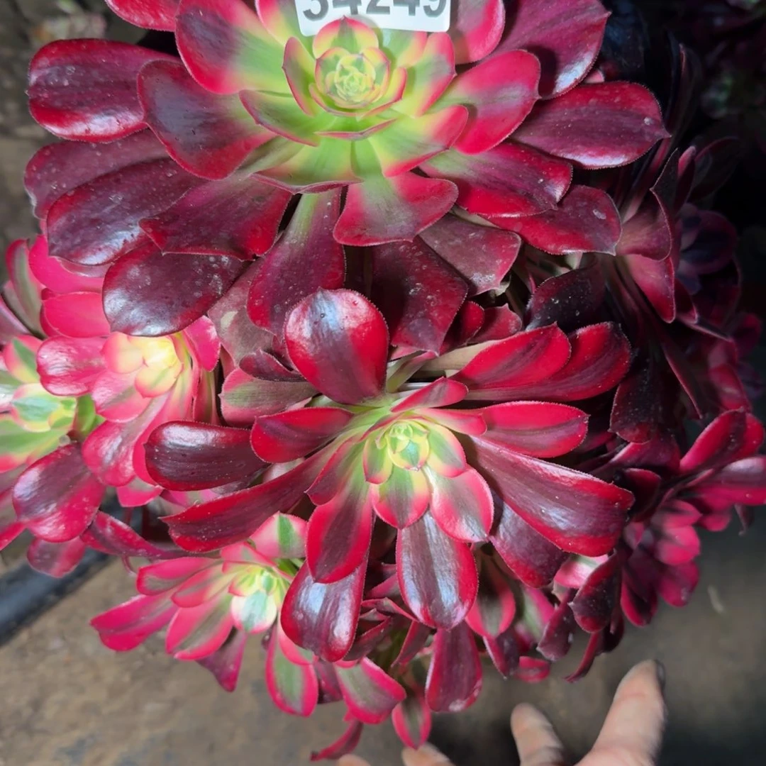 34249美杜莎多肉植物