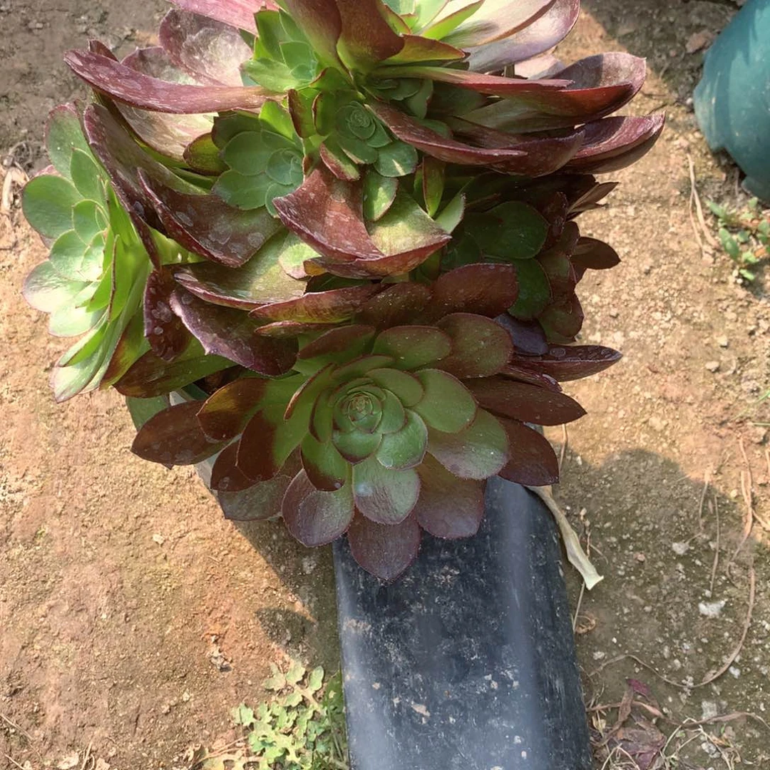 多肉植物赤焰连419