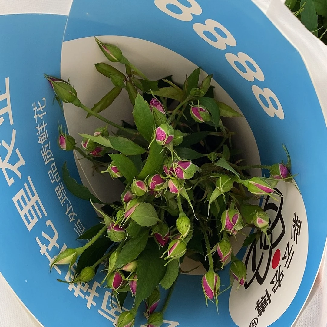 10支-葡萄冰山60-65cm/不包邮