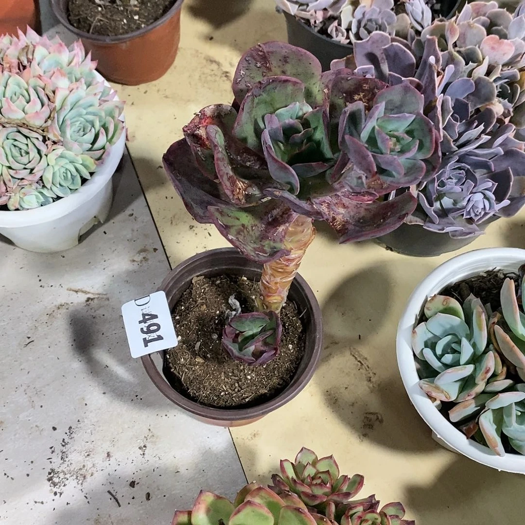 星*⭐491大唐多肉植物