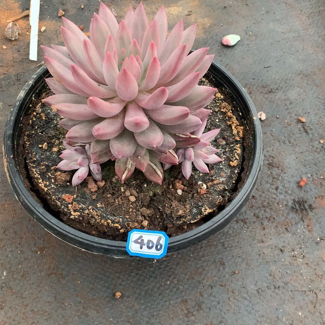 406美人 一物一拍多肉