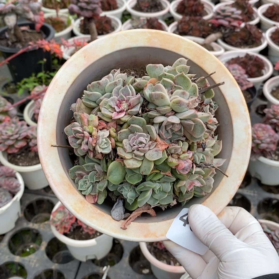 关***关4697一坨不知名一物一拍