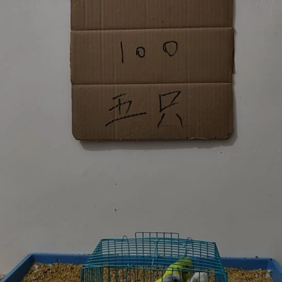 虎皮鹦鹉虎皮鹦鹉鹦鹉5只