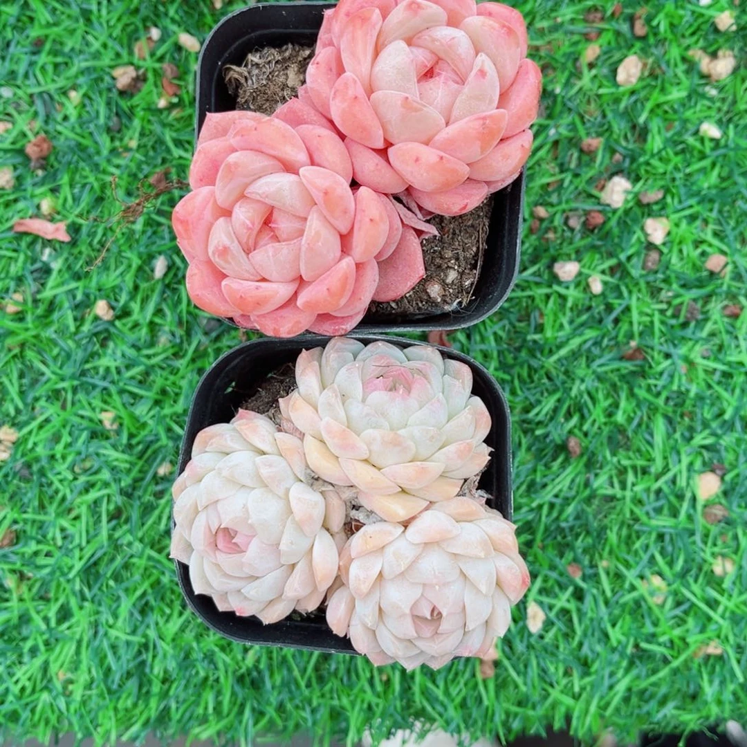 小***?风靡园艺奶油玫瑰