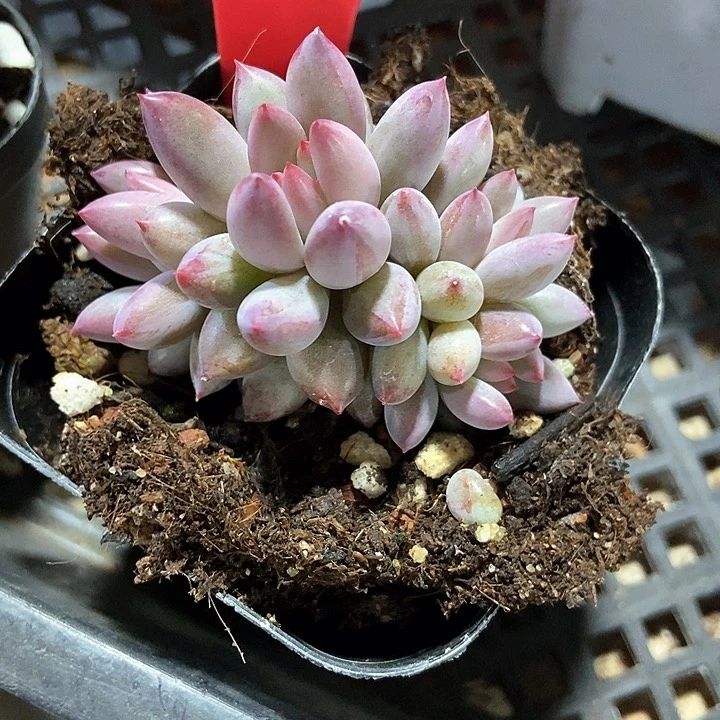 多肉植物虞美人815