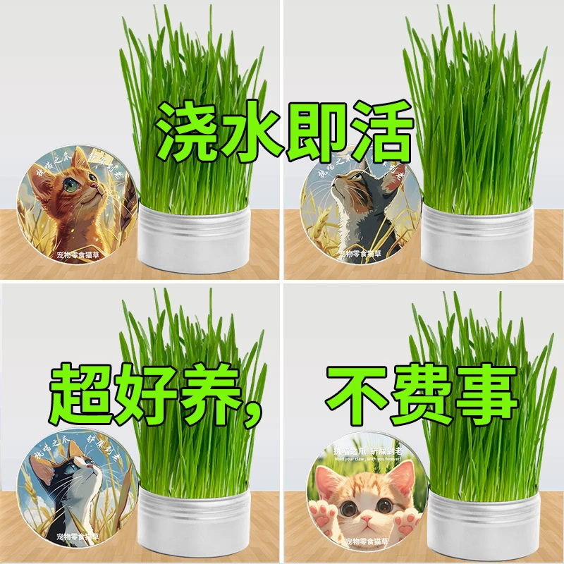 猫草猫零食排毛化毛无土罐装猫草猫草水培杯化毛草猫草盆高端铝罐