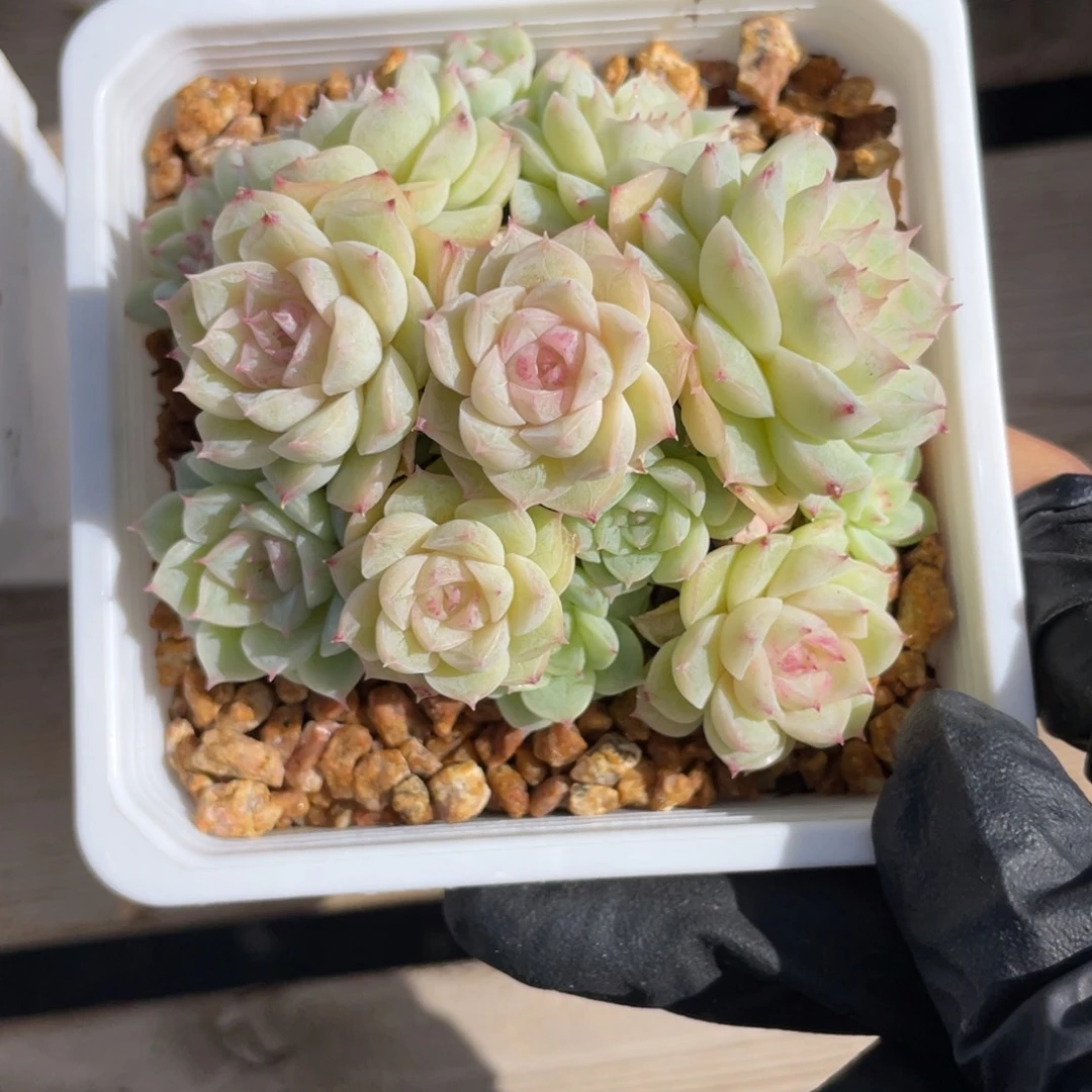 优选白底紫心女王1481