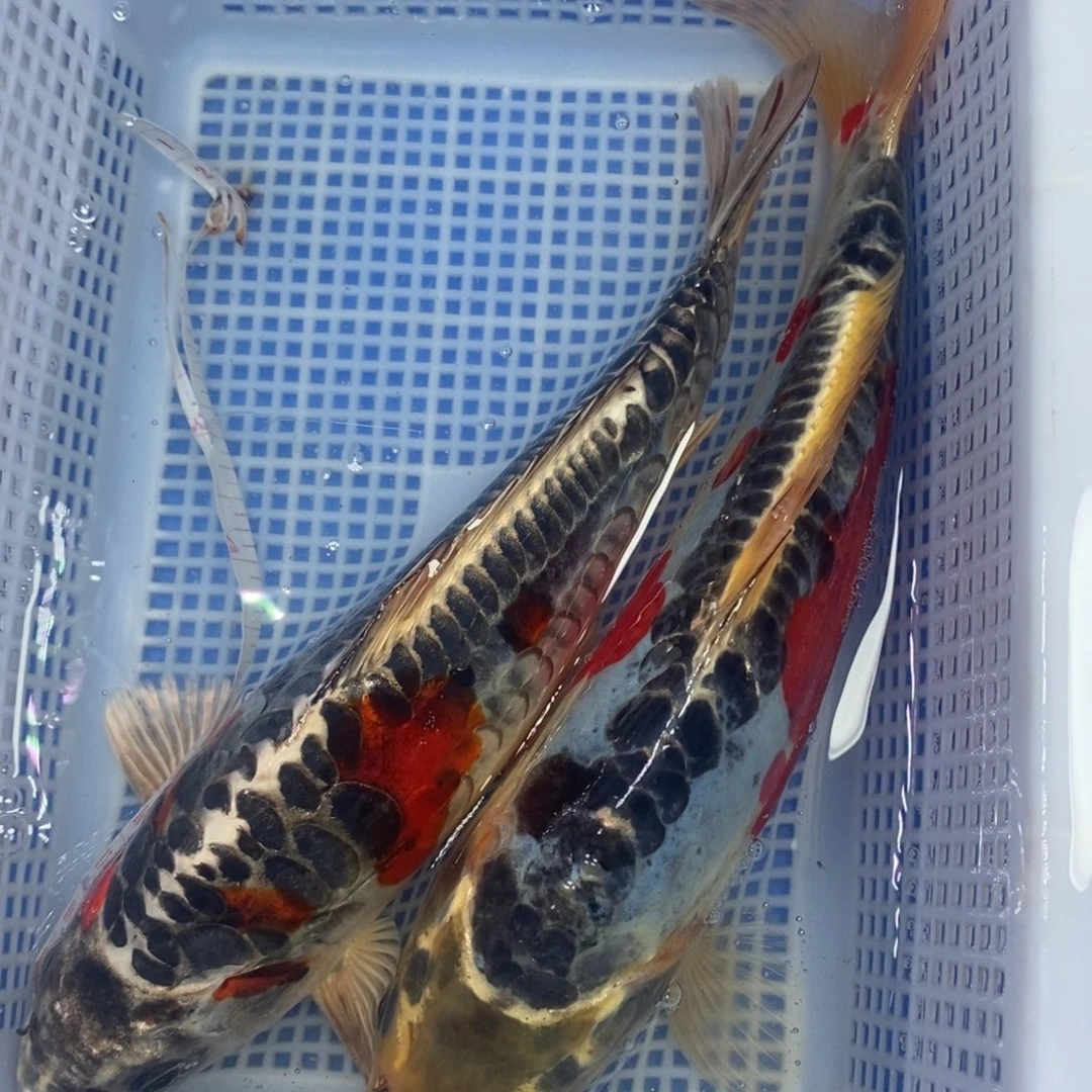 锦鲤冷水锦鲤包邮