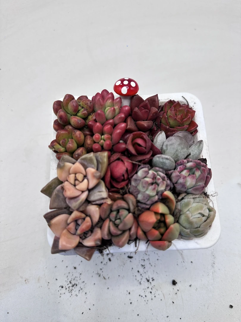 全家福多肉植物 云南发货 新手好养