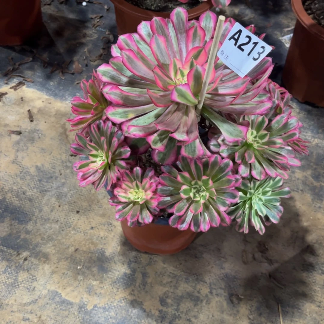多肉植物红铜白213多肉