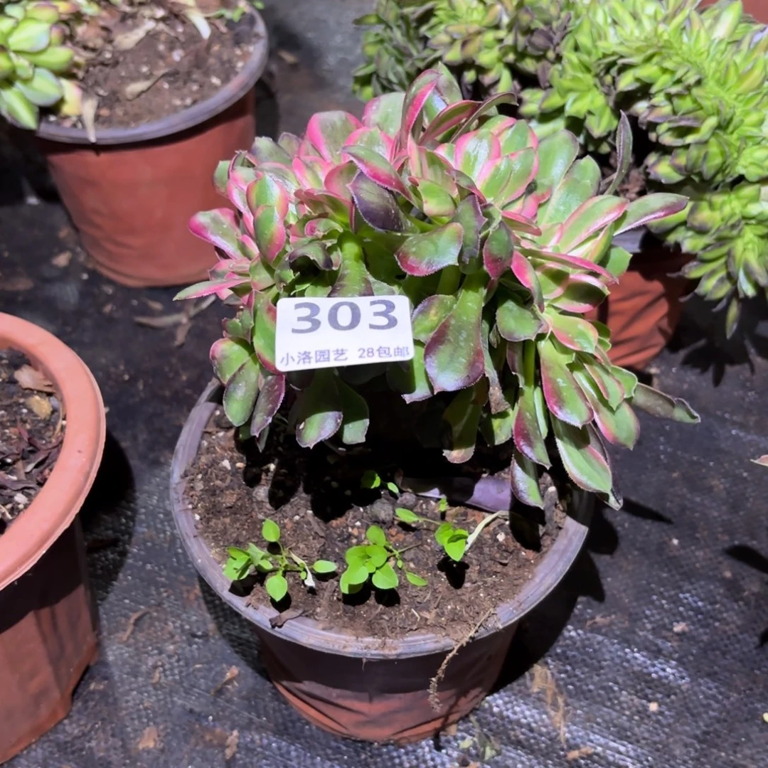 303号香妃缀化多肉植物