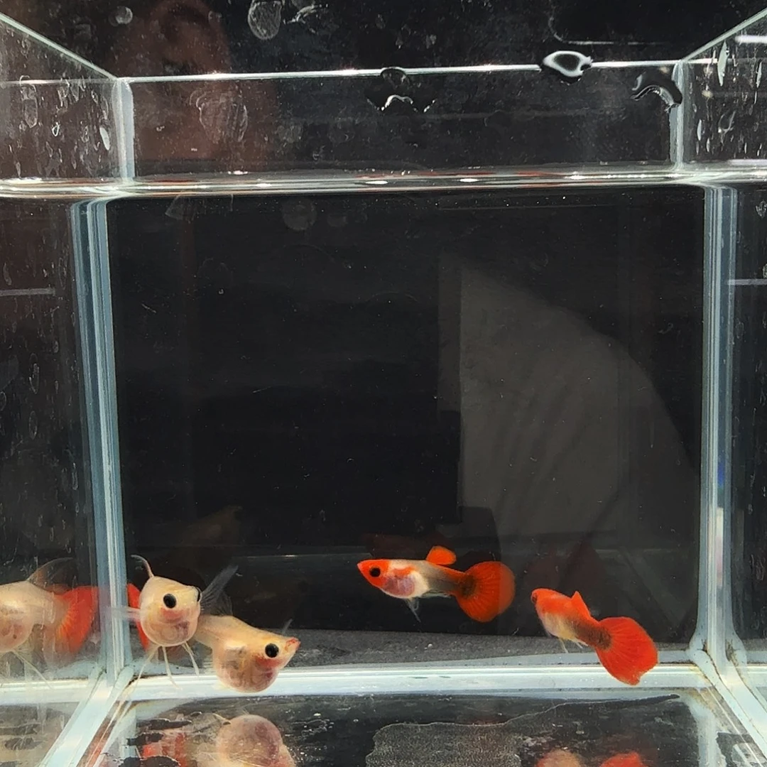 孔雀鱼深海蓝玻璃猫球C 和球体孕母两对