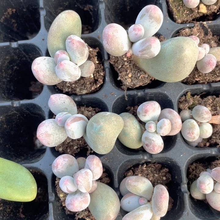 米可大的发6颗满18包邮