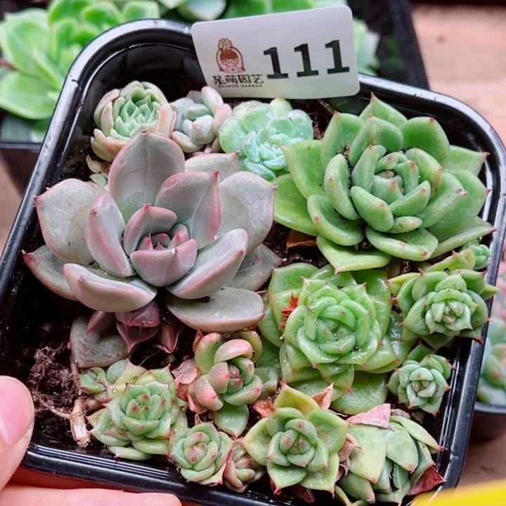 多肉植物多肉植物