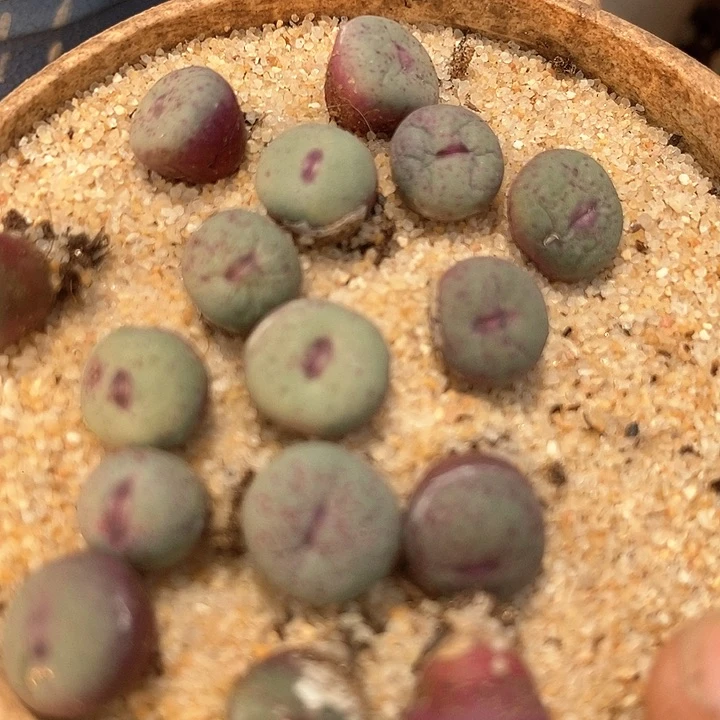 大大嘴小红嘴一颗      买2送1