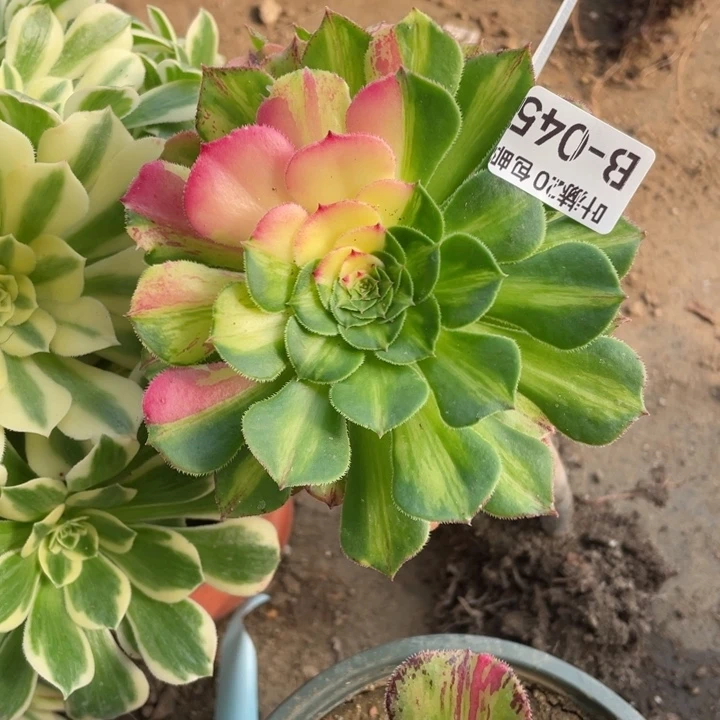 45知否嫁接多肉12345678