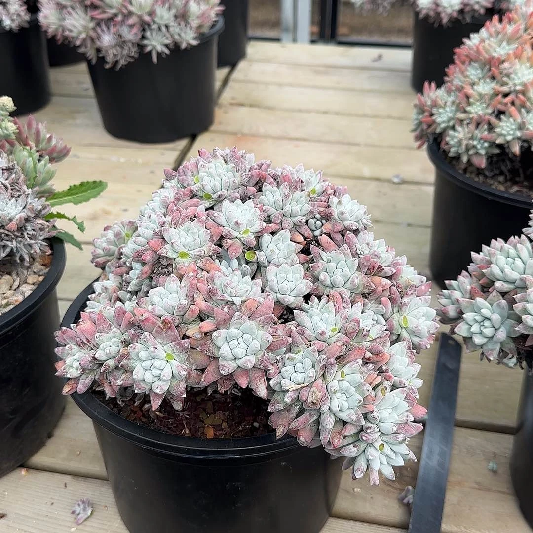 阿*慕250214002多肉植物仙女杯阿依莫