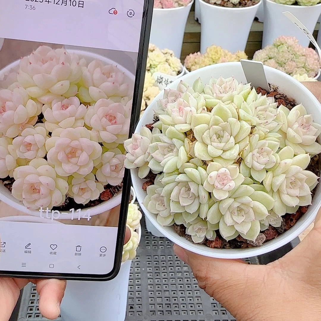 1220-6（ttp-114）优选