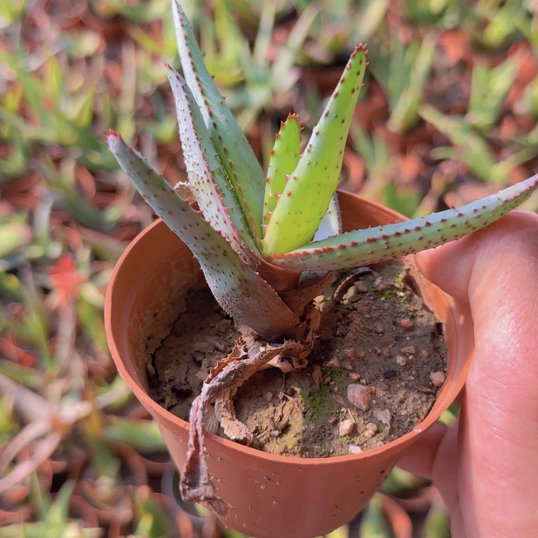 俊***块根植物块根植物块根
