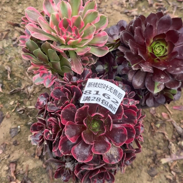 8162二号棚三个组合多肉B