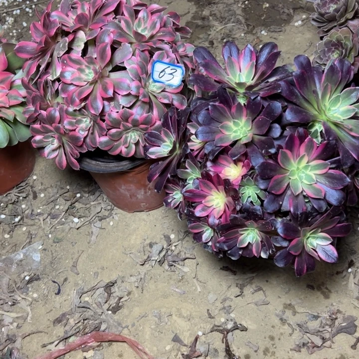 多肉植物两个法师63