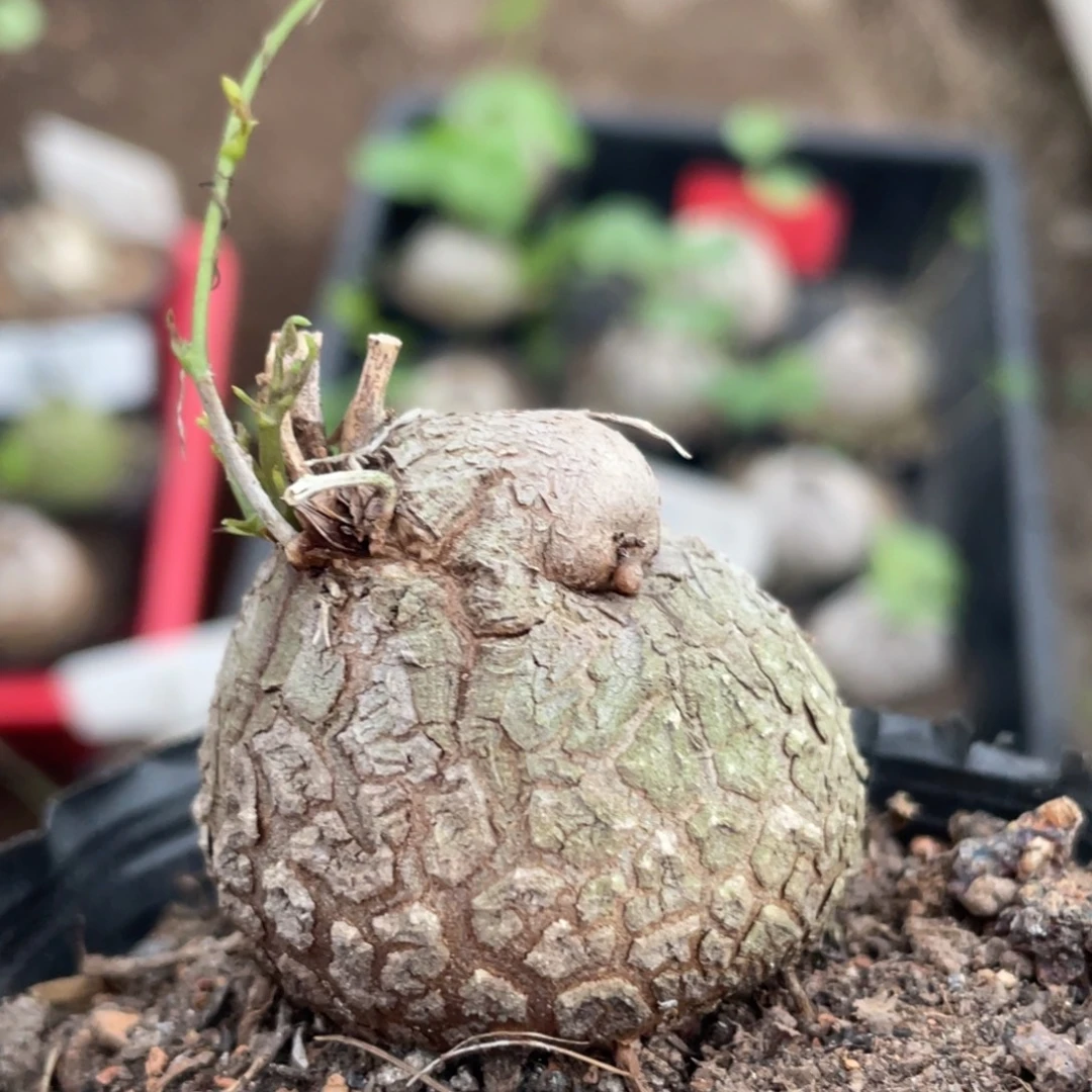 足球纹，异形龟甲龙3.7公分