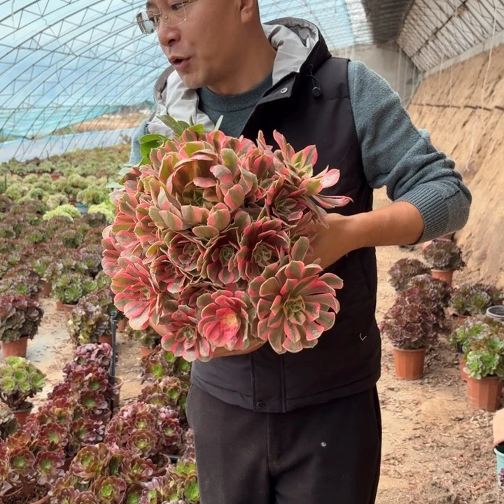 超大超大精品粉女妖