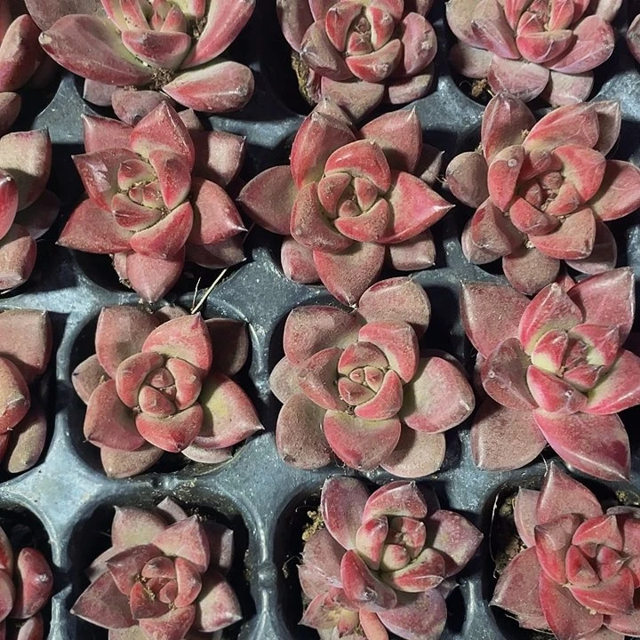 小红檀1.5带土发