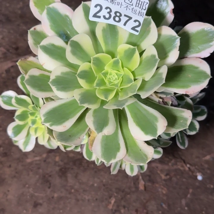 23872白凤多肉zhiwu