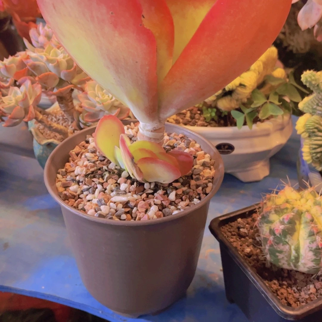 ღ***এ多肉植物保护研究所所长一