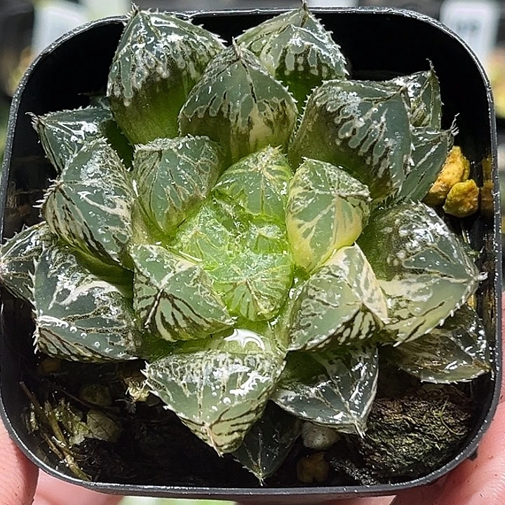 109大叶楼兰玉露锦