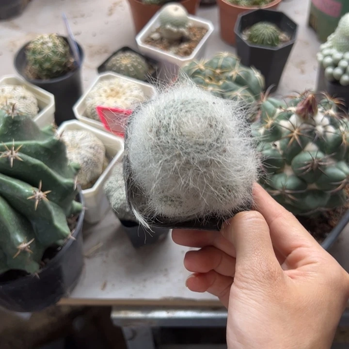 爱***柠        恭喜发财。