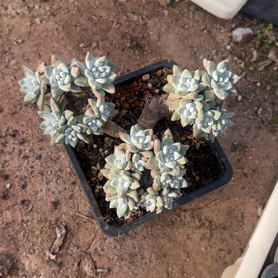 瑞吉娜～一物一拍2681