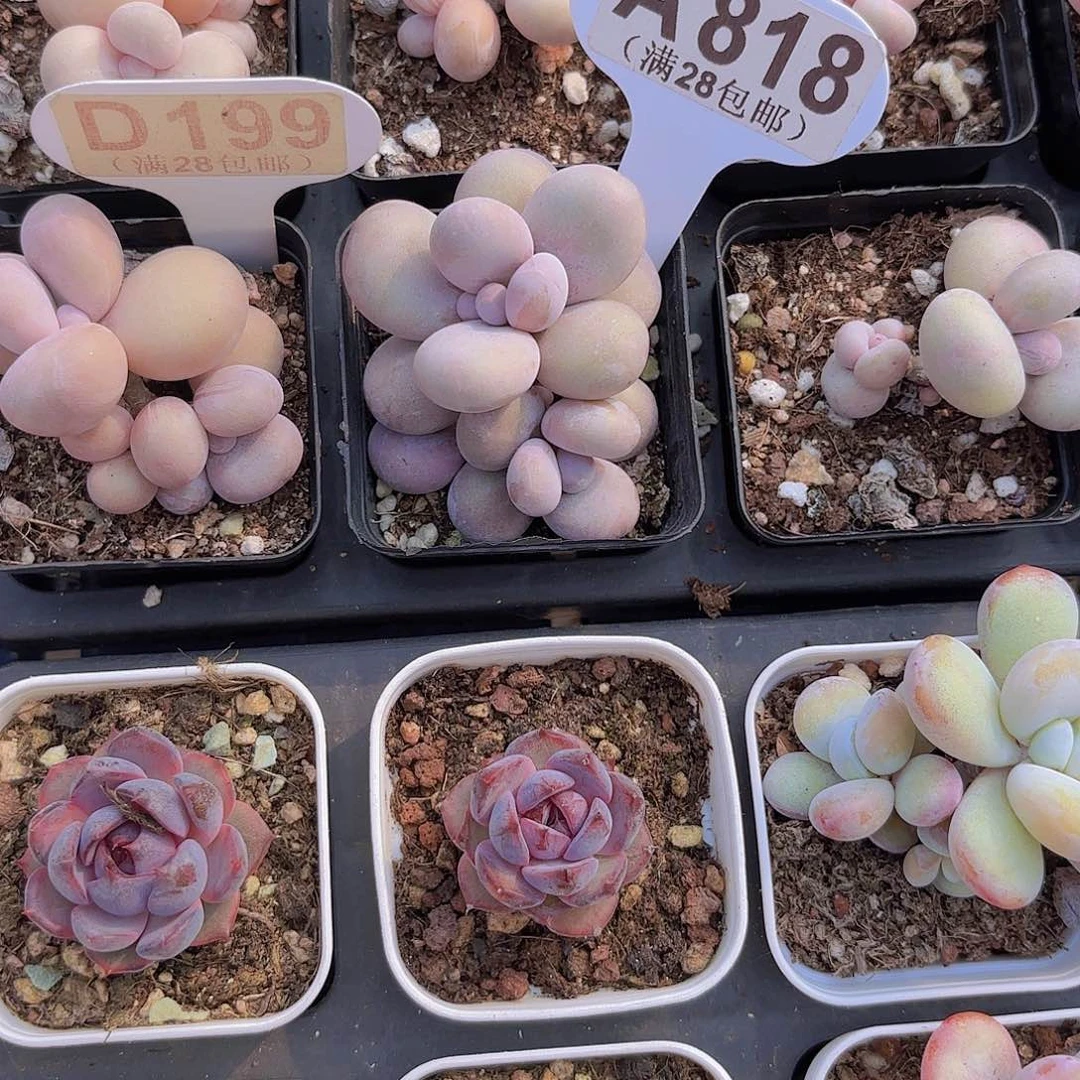 残****?A818水光针一物一拍