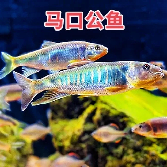 淡水七彩马口鱼（16-18公分）微发色送饲料