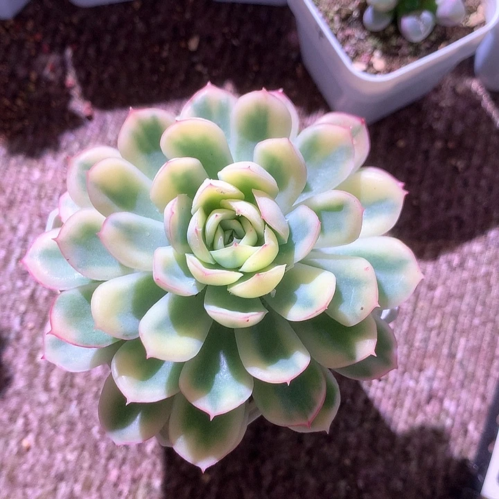 草莓冰覆轮锦有根