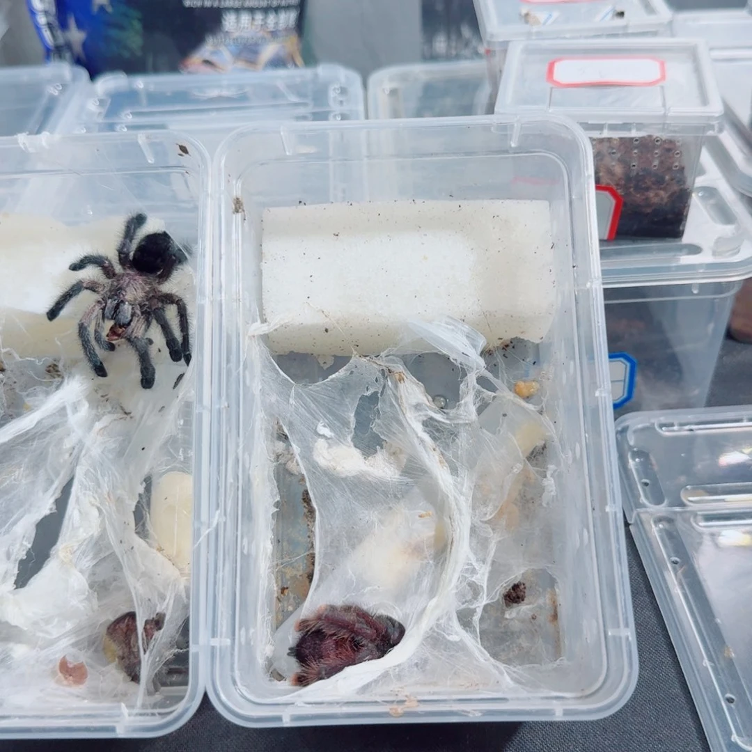 跳蛛拍海洋送巨人圭亚那6-7母