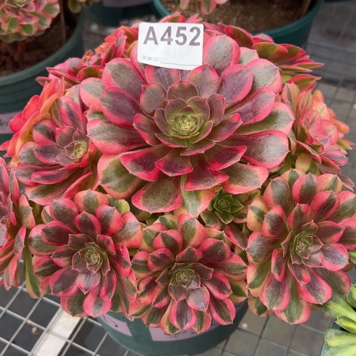 452雨荷22厘米左右