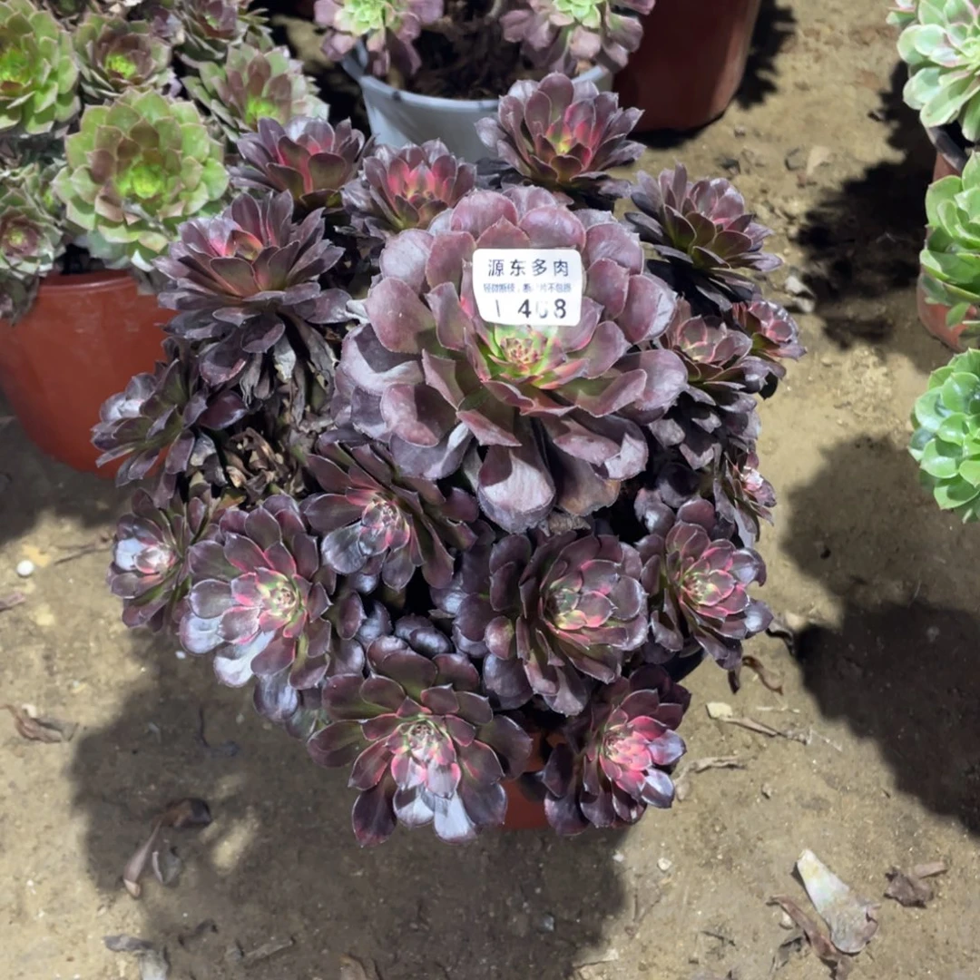 408烟花多肉法师断枝不包