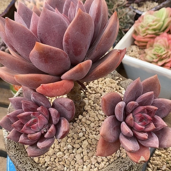 多肉植物肉肉植物