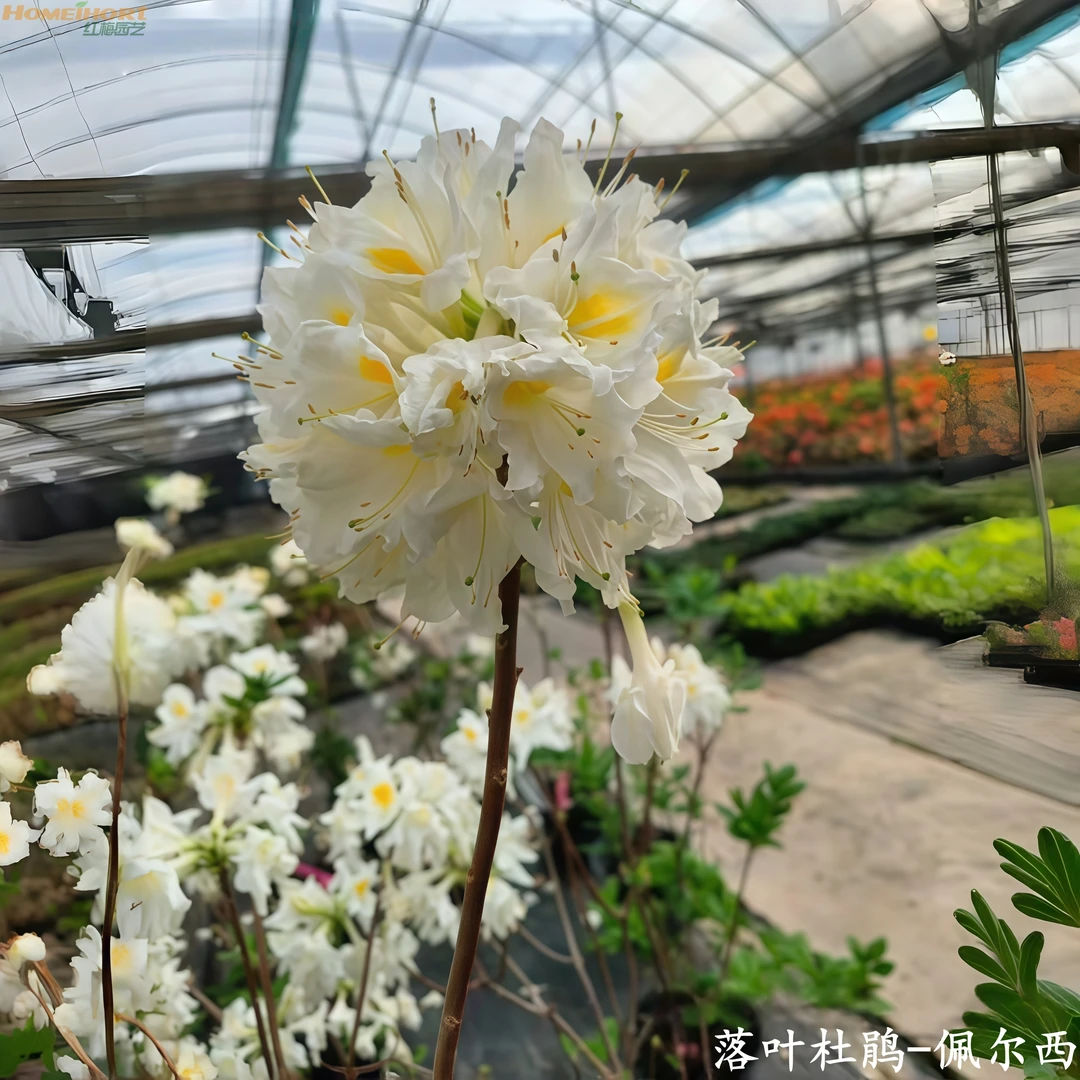 红梅园艺新年福利 进口落叶杜鹃12cm盆-佩尔西 南北适宜 耐热耐寒