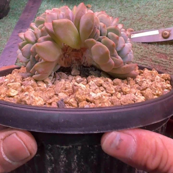 星影树缀无砍多肉