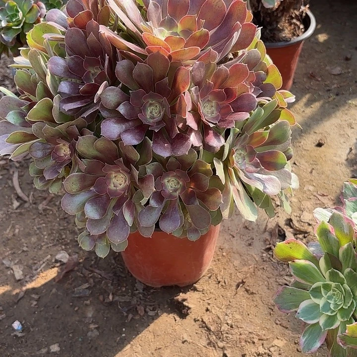 多肉植物法师雅典娜8