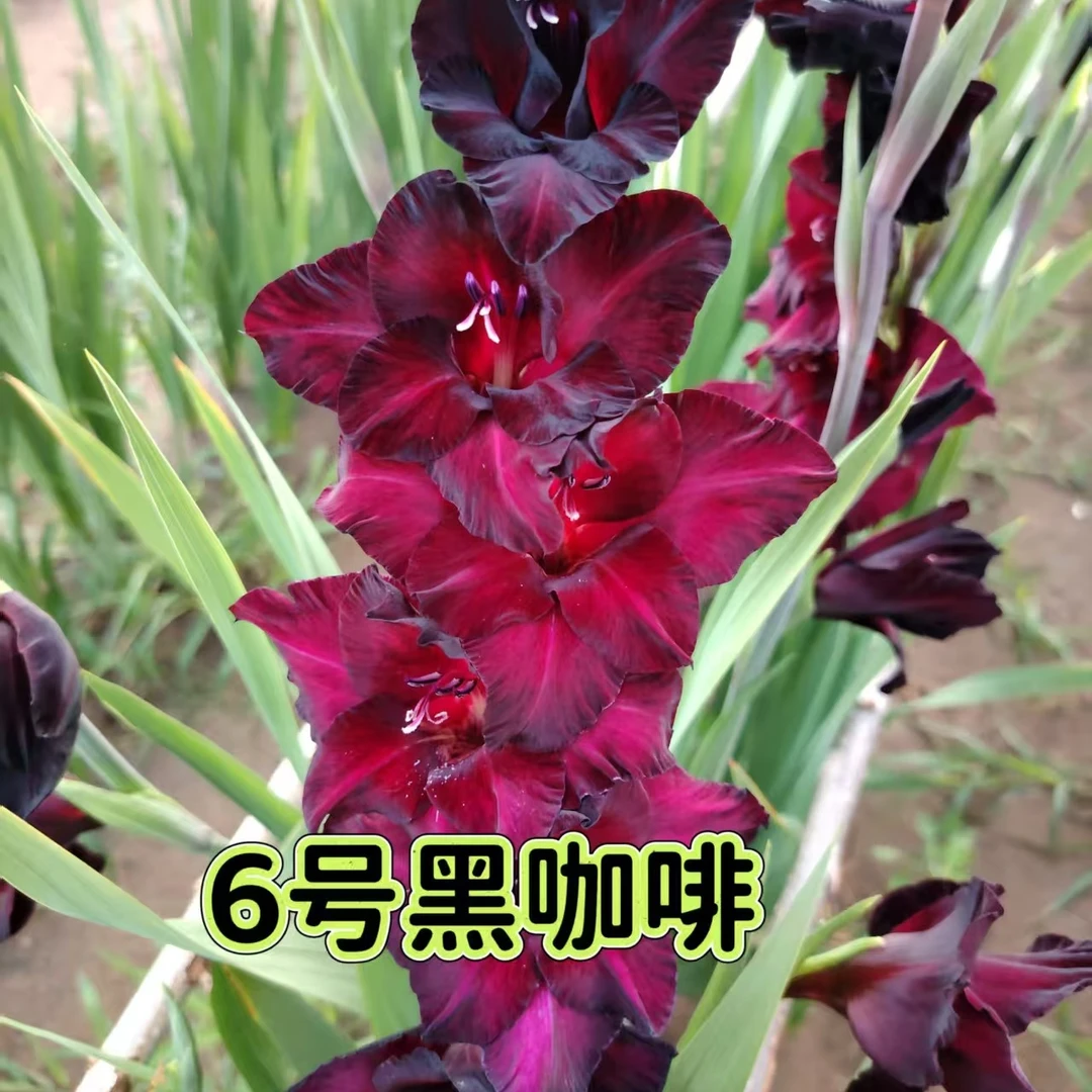 黑咖啡满30元包邮2个一组