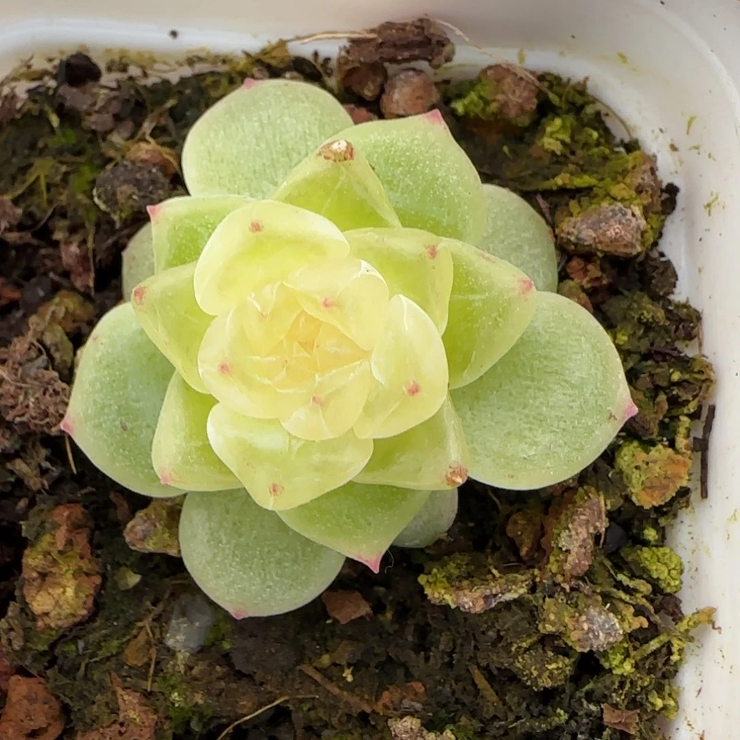 泼天盆3床一个满25包邮