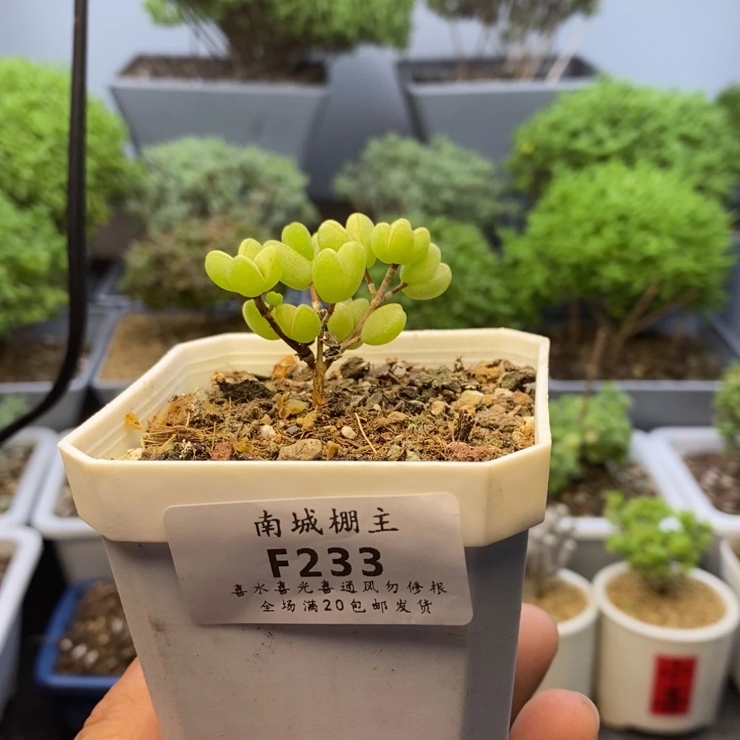 233元宝枝干番杏