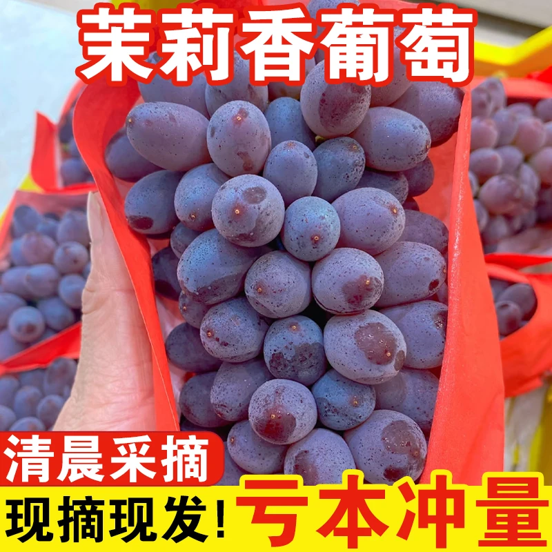 【茉莉香葡萄】【花香清甜】葡萄正宗应季新鲜孕妇郁金香甜玫瑰香提子